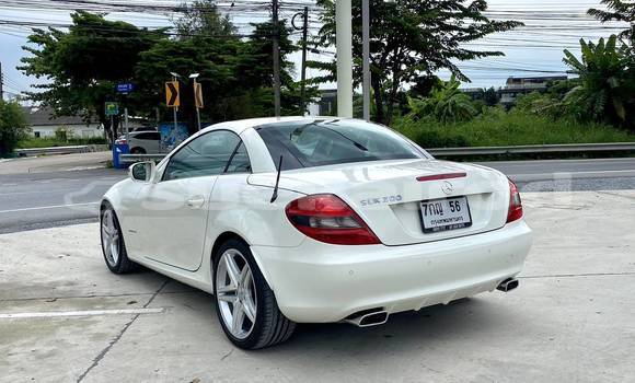 ซื้อ รถมือสอง Mercedes-Benz SLK-klasse AMG ขาว รถยนต์ ใน %{เมือง} ใน กรุงเทพมหานคร ซื้อ รถมือสอง Mercedes-Benz SLK-klasse AMG ขาว รถยนต์ ใน %{เมือง} ใน กรุงเทพมหานคร